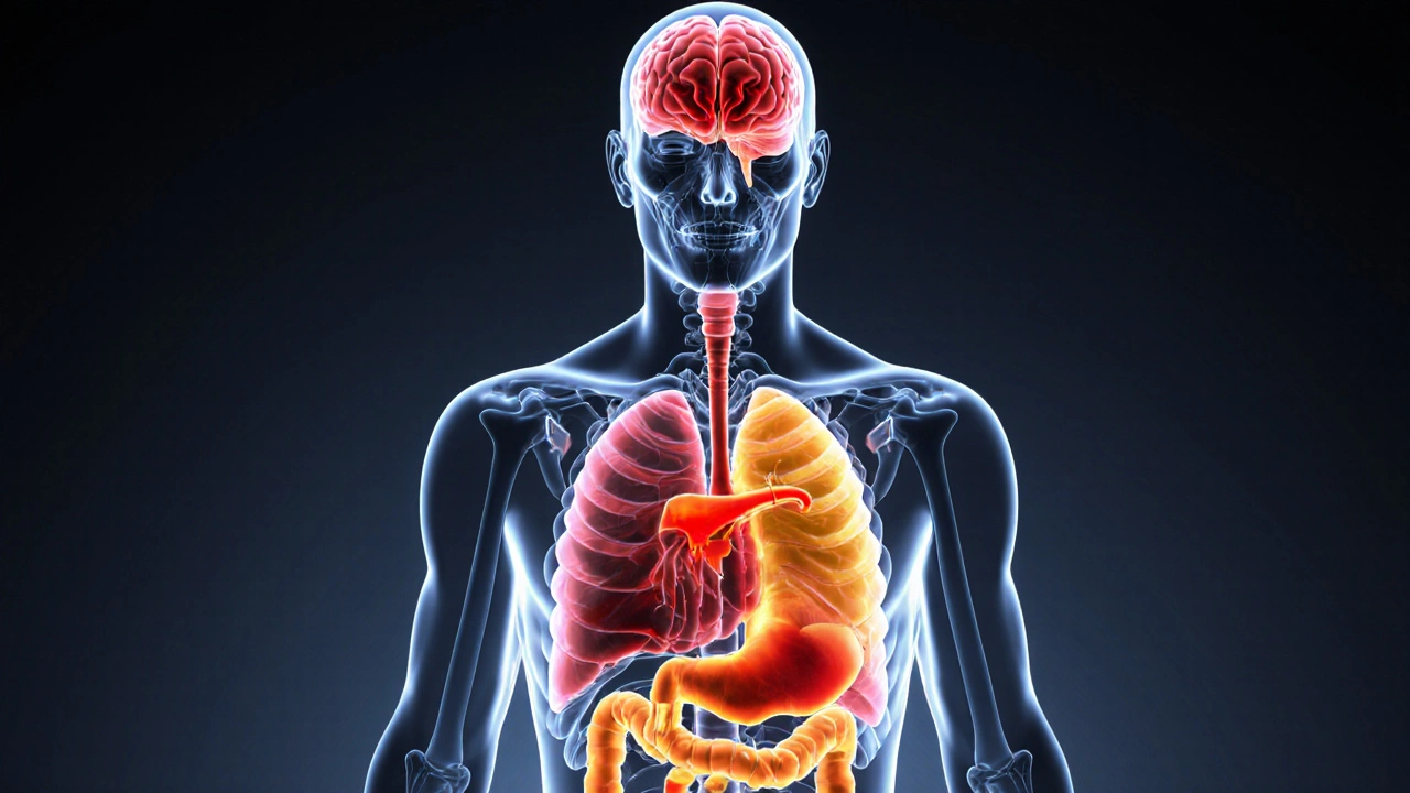 Orgány poškozené alkoholem - které trpí nejvíce?